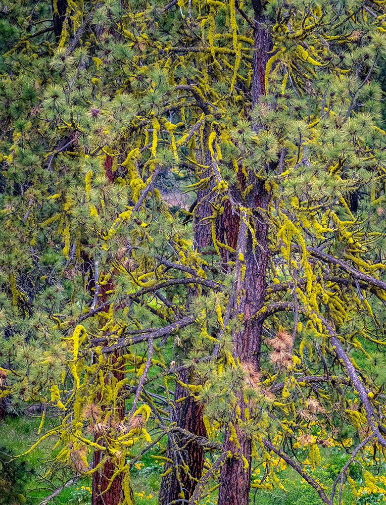 USA-Washington State-Table Mountain eastern Cascade Mountains yellow lichen on Ponderosa Pine